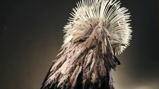 Feathered costumes change colors in different climates
